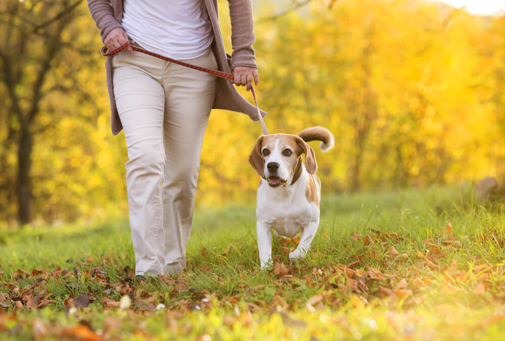 Take a Morning Walk to Lose Weight, Feel Great